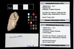 Foto (Objekt + Etikett) von Goniodromites sp.  (NHMW-GEO-1990-0041-4415)